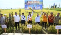 Berani Panen Raya yang dihadiri Menteri Pertanian, Dr. Ir. H. Andi Amran Sulaiman, M.P.