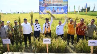 Berani Panen Raya yang dihadiri Menteri Pertanian, Dr. Ir. H. Andi Amran Sulaiman, M.P.